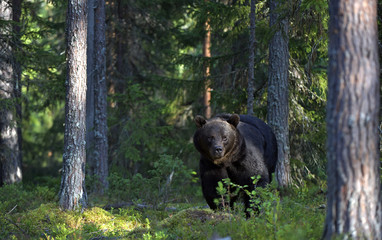 Brown bear in the summer forest. Front view. Green forest natural background. Scientific name: Ursus arctos. Natural habitat. Summer season.