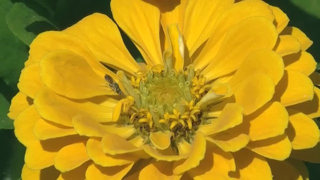 Auf der gelben Zinnie krabbelt ein kleines Insekt