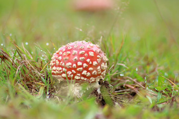 Fliegenpilz auf einer Wiese