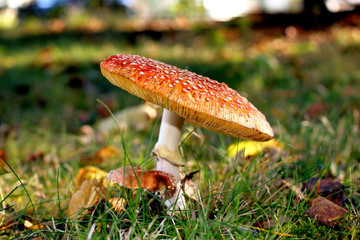 schön gefärbter Fliegenpilz auf einer Wiese