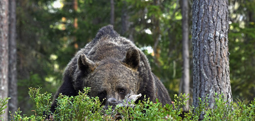 Close up portrait of Brown bear in the summer forest. Green forest natural background. Scientific name: Ursus arctos. Natural habitat. Summer season.