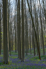 Hasenglöckchen im Rotbuchenwald von Hallerbos, Belgien