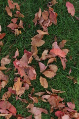 autumn leaves on the ground