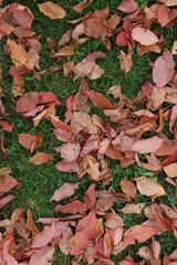 autumn leaves background