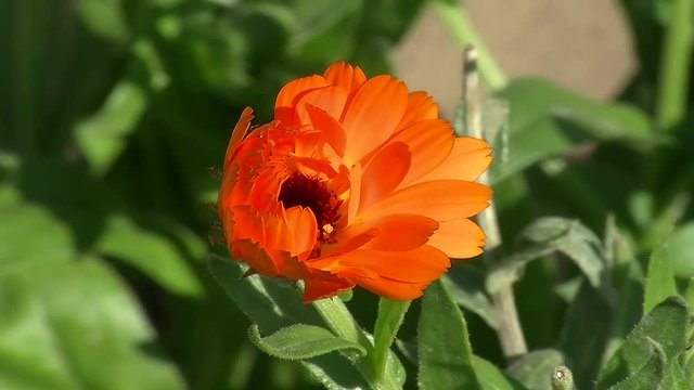 Orange Ringelblume bewegt sich im Wind (Kamerazoomfahrt)