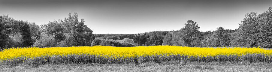 SONY DSCPanorama view of shining yellow canola fields in a black and white landscape. Artistically alienated with the color-key method.