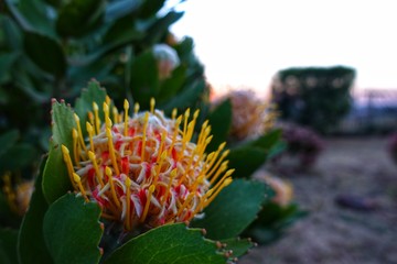 咲いているプロテア