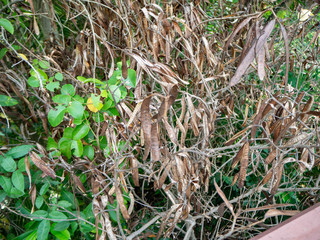 Tree is dry dead in forest,Surrounded by green trees,At market Bangkachao Bangkok Thailand