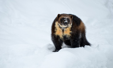 Wolverine in the snow
