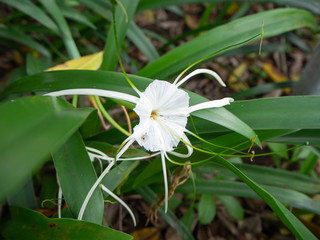 White flower is beautiful bloom,Nature on green,Leaves behind is background,At Sri Nakhon Khuean...