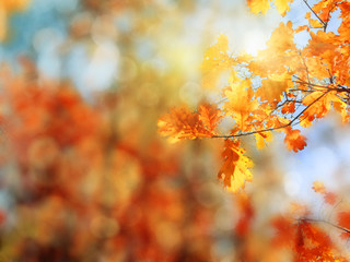 autumn background forest with yellow red leaves with sunny light beams