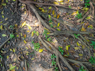 Roots for Banyan tree,Leaves fall to the ground,At Sri Nakhon Khuean Khan Park and Botanical Garden in Bangkok Thailand