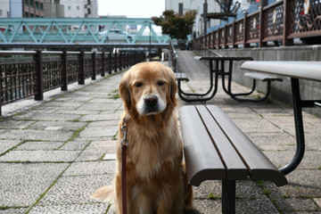 おすまししてるゴールデンレトリーバー