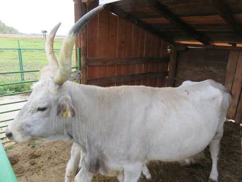 Domestic indigenous Bos taurus Podolac Zasavica Serbia