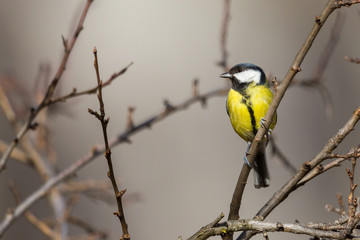 great tit bird (parus major) standing on tree twig