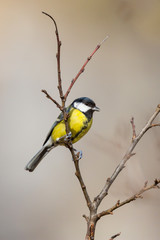Obraz premium great tit (parus major) standing on tree branch
