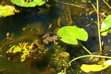 grenouille dans un étang