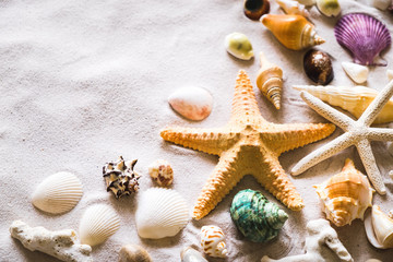 Summer beach with a lot of seashells, starfish and sand as background. Sea shells. Travel and summer concept.