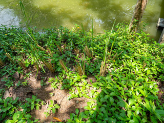 Unwanted plants up on floor,Short trunk is color green,Sunlight on leaf,At Sri Nakhon Khuean Khan Park and Botanical Garden in Bangkok Thailand