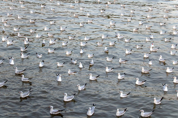 Flock of seagulls floating on the sea at sunset.