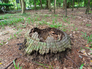 Dry tree stump is falling,Dry leaf color brown,Forest in the city,At Sri Nakhon Khuean Khan Park...