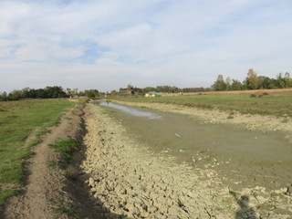 Zasavica Nature reserve Serbia semi dried riverbed for bathing of animals
