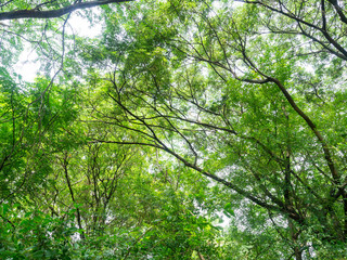 Forest in heart of the city,Tree color green,Nature makes fresh air,At Sri Nakhon Khuean Khan Park and Botanical Garden in Bangkok Thailand