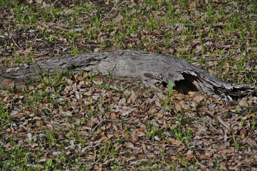 A Blue Tongue Lizard in Gingin, Western Australia 