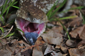 A Blue Tongue Lizard in Gingin, Western Australia 