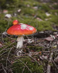 Pilz im Wald