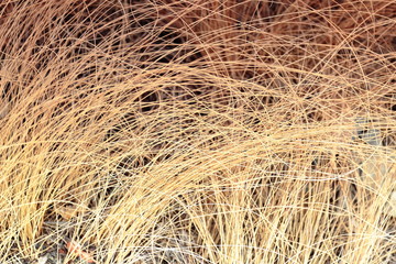 background dry autumn thin grass close up