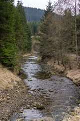Coniferous trees grow along the a riverbed of a cold mountain river.