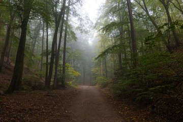 path in misty green forest