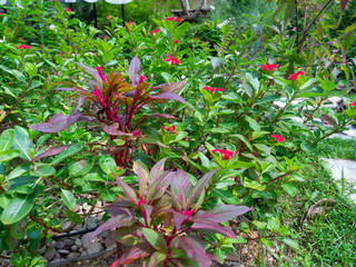 Red flower is beautiful bloom,Nature on green,Leaves behind is background,At Sri Nakhon Khuean Khan...