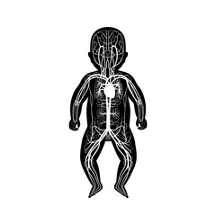 circulatory system anatomy