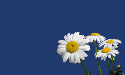 Greeting card with wild chamomile flowers isolated on blue background at right and free space for text at left