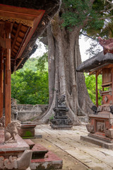Big Banyan tree at the Hindu 'Pura Segara'  temple square at Lembongan, Bali, IDN
