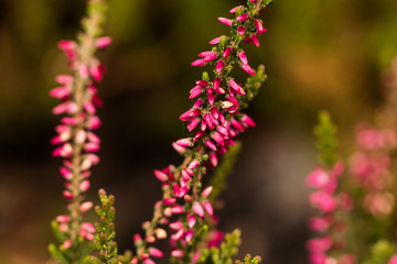Autumnal heather flowers in autumnal sunlight.