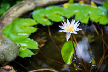 Lotus flower in a big pot