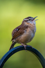 Carolina Wren Chriping on a Bird Stand