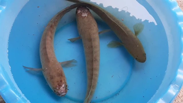snakehead fish close up  in malaysia