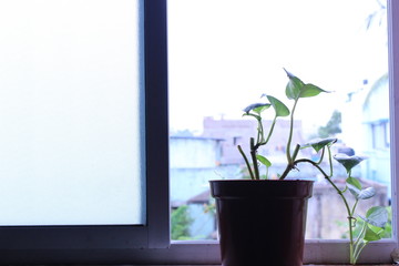 view of green Plant pot at home window or The view from window at indoor green plant on the morning with blur background view