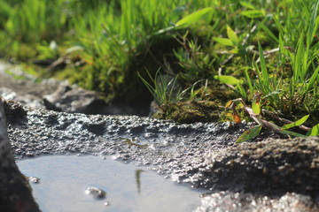 spring in the forest