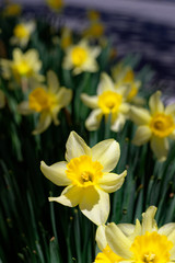 Fototapeta premium Narcissus white and yellow flowers