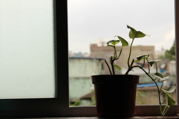 view of green Plant pot at home window or The view from window at indoor green plant on the morning with blur background view