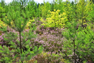 Fototapeta na wymiar Beautiful natural forest view with heather on the foreground