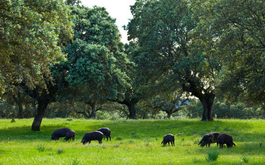 Fototapeta na wymiar IBERIAN PIG (Sus scrofa domestica), Monfrague National Park, Caceres, Extremadura, Spain, Europe