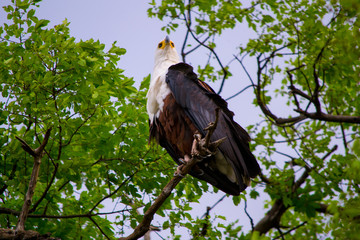 African Fish Eagle sitting in a tree. It has a distinctive black, brown, and white plumage.