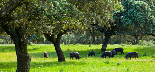 IBERIAN PIG (Sus scrofa domestica), Monfrague National Park, Caceres, Extremadura, Spain, Europe