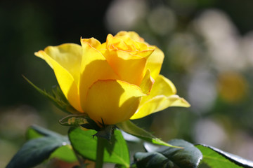 Tea rose blooms close-up. Rosa odorata. Rosaceae Family